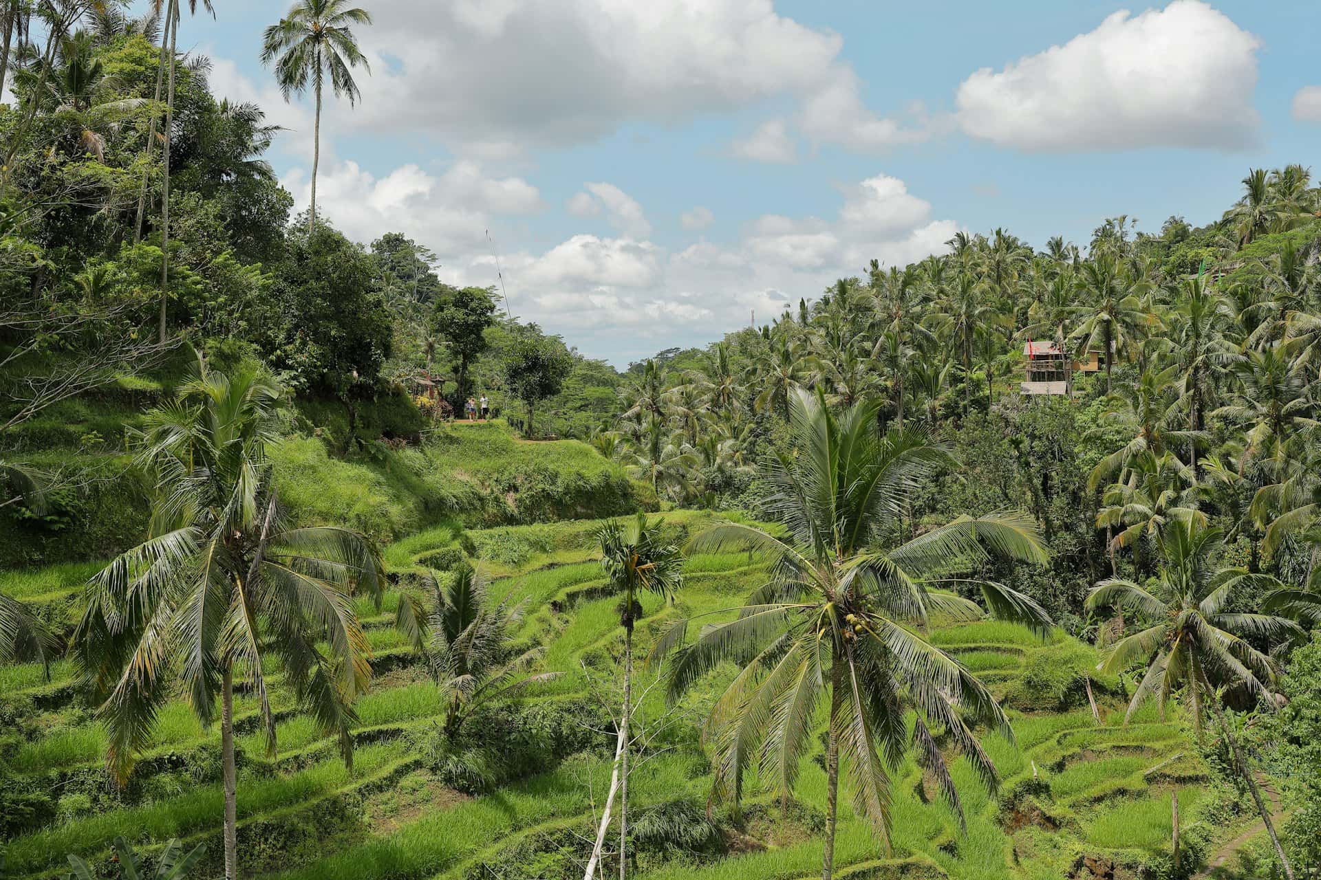 Ubud rentals
