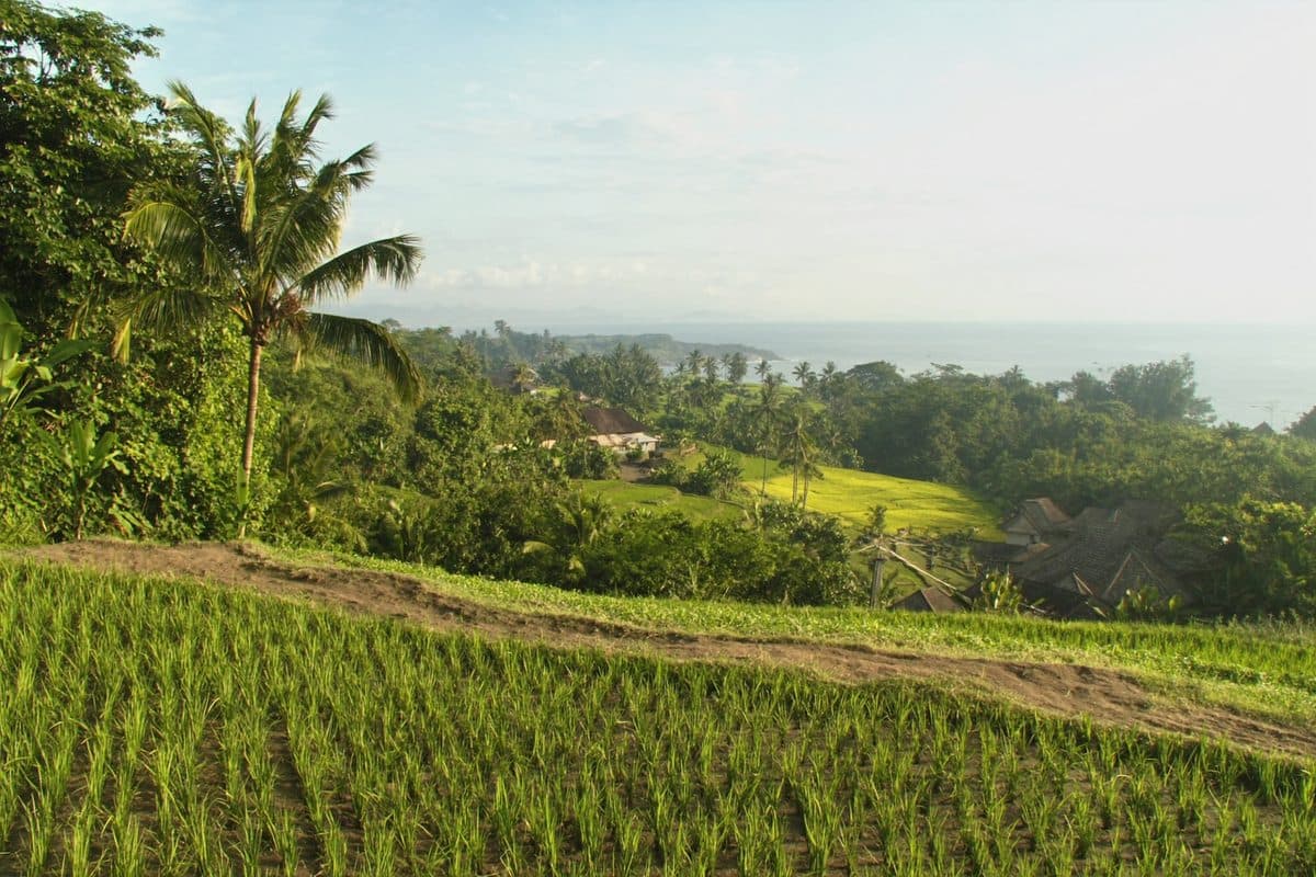 Terasering sawah yang menurun ke arah laut, dengan pohon kelapa dan atap rumah