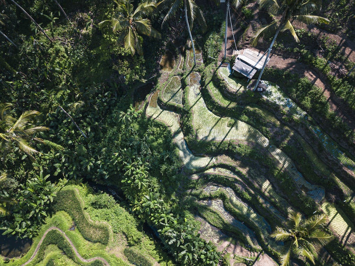 Aerial view of Tegallalang Rice Terrace in Bali with palm trees