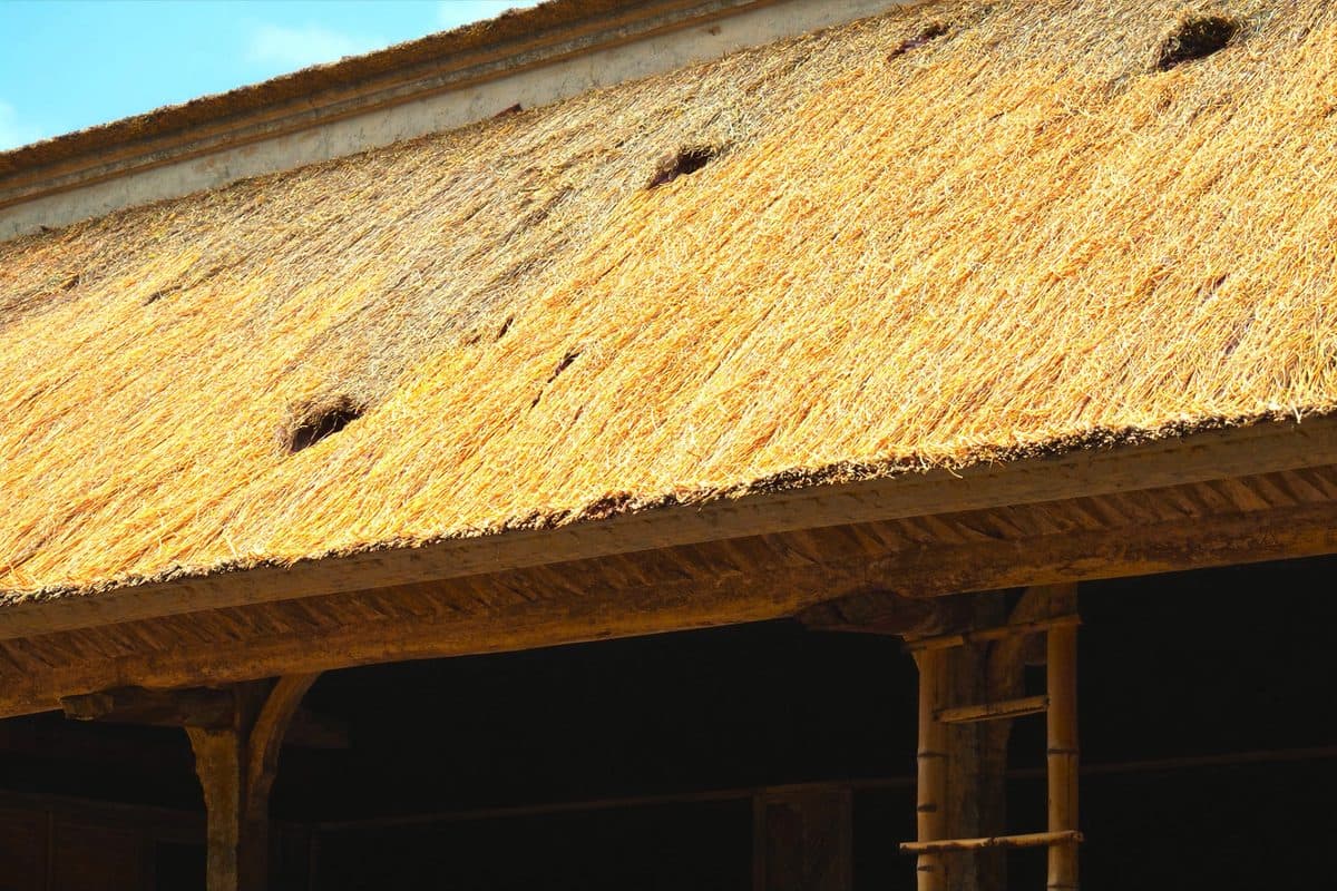 Sunlit alang-alang thatched roof of a Balinese villa, worn through in places, with a bamboo ladder against the eaves